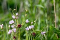 Rosy garlic (allium roseum) flowers Royalty Free Stock Photo