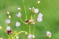 Rosy garlic (allium roseum) flowers Royalty Free Stock Photo