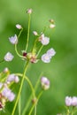 Rosy garlic (allium roseum) flowers Royalty Free Stock Photo