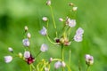 Rosy garlic (allium roseum) flowers Royalty Free Stock Photo
