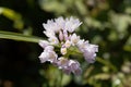 Rosy Garlic Allium roseum Royalty Free Stock Photo