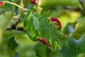 Rosy leaf-curling apple aphids, Dysaphis devecta, apple tree pest. Detail of affected leaf