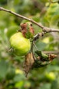 Rosy leaf-curling apple aphids, Dysaphis devecta, apple tree pest. Detail of affected leaf