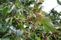 Rosy leaf-curling apple aphids (Dysaphis devecta), apple tree pest. Detail of affected leaf