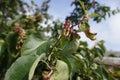 Rosy leaf-curling apple aphids (Dysaphis devecta), apple tree pest. Detail of affected leaf