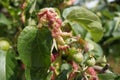 Rosy leaf-curling apple aphids (Dysaphis devecta), apple tree pest. Detail of affected leaf