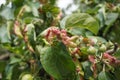 Rosy leaf-curling apple aphids (Dysaphis devecta), apple tree pest. Detail of affected leaf