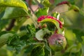 Rosy leaf-curling apple aphids, Dysaphis devecta, apple tree pest. Detail of affected leaf