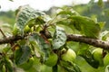 Rosy leaf-curling apple aphids, Dysaphis devecta, apple tree pest. Detail of affected leaf