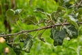 Rosy leaf-curling apple aphids, Dysaphis devecta, apple tree pest. Detail of affected leaf