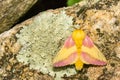 Rosy Maple Moth - Dryocampa rubicunda