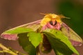 Rosy Maple Moth - Dryocampa rubicunda Royalty Free Stock Photo