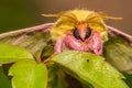 Rosy Maple Moth - Dryocampa rubicunda Royalty Free Stock Photo