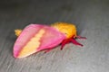 Rosy Maple Moth (Dryocampa rubicunda) Royalty Free Stock Photo