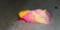 Rosy Maple Moth (Dryocampa rubicunda) Royalty Free Stock Photo