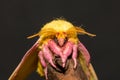 Rosy Maple Moth Royalty Free Stock Photo
