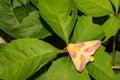 Rosy Maple Moth Royalty Free Stock Photo