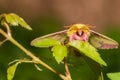 Rosy Maple Moth