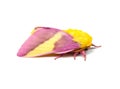 Rosy Maple Moth Isolated Royalty Free Stock Photo