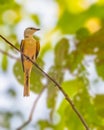 A Rosy Minivet Royalty Free Stock Photo