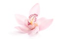 Rosy orchid isolated on white background Royalty Free Stock Photo