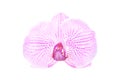 Rosy orchid isolated on white background