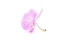 Rosy orchid isolated on white background