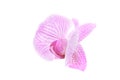 Rosy orchid isolated on white background