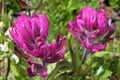 Rosy Paintbrush flower, Castilleja rhexifolia, Colorado Rocky Mountains Royalty Free Stock Photo