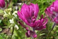 Rosy Paintbrush flower, Castilleja rhexifolia, Colorado Rocky Mountains Royalty Free Stock Photo