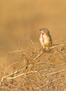 A Rosy-patched Bush-shrike