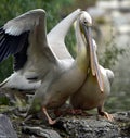 Rosy pelican