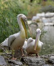 Rosy pelican