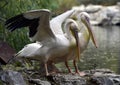 Rosy pelican