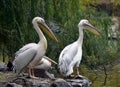 Rosy pelican