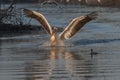 Rosy Pelican in flight Landing in morning light seen near Jamnagar,Gujarat,India