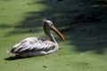 Rosy Pelican in lake water