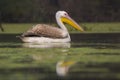 Rosy Pelican Royalty Free Stock Photo