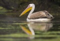 Rosy Pelican