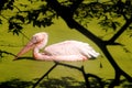 Rosy Pelicans in lake