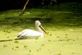 Rosy Pelicans in zoological park, India