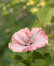 Rosy Pink Tropical Hibiscus Bloom Royalty Free Stock Photo