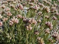 Rosy Pussytoes (Antennaria rosea) flowering with inflorescence of several pink, rosy flowers