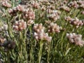 Rosy Pussytoes (Antennaria rosea) flowering with inflorescence of several pink, rosy flowers