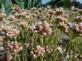 Rosy Pussytoes (Antennaria rosea) flowering with inflorescence of several pink, rosy flower heads in a cluster