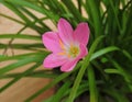 Rosy Rain lily flower