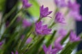 Rosy rain lily flowers