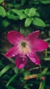 Rosy rain lily or rose fairy lily or rose zephyr lily or pink rain lily Zephyranthes rosea flowers. Royalty Free Stock Photo