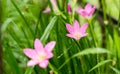 Rosy Rain Lily ( Zephyranthes rosea ) with rain drops