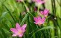 Rosy Rain Lily ( Zephyranthes rosea ) with rain drops